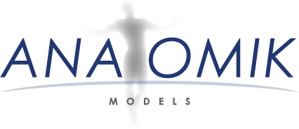 ANATOMIK (1)